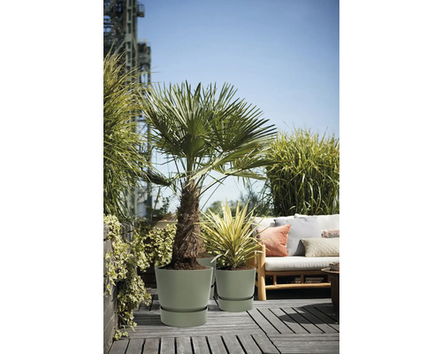 Helle Terrasse mit Palme und Yucca in runden Kunststofftöpfen mit Untersetzern neben einem Holzsofa mit Kissen und üppigen Gräsern.