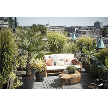 Sonnige Dachterrasse mit Holzsofa, weißen Polstern, Zierkissen und Kübelpflanzen wie Palmen und Gräsern vor einer Stadtkulisse.