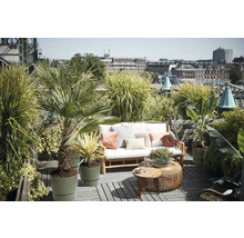 Dachterrasse mit Holzsofa, Polstern, Zierkissen, runden Beistelltischen und verschiedenen Kübelpflanzen wie Palmen und Ziergräsern.