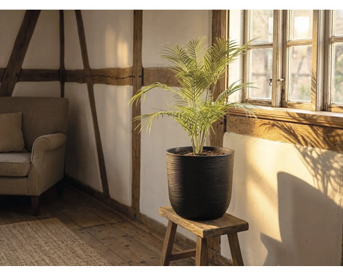 Schwarzer strukturierter runder Pflanztopf mit Palme auf Holzhocker in hellem Raum mit Fachwerk und Holzboden.