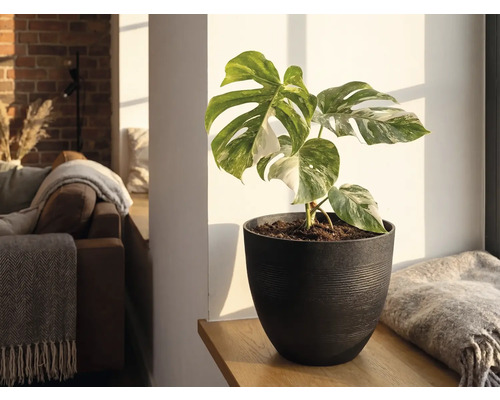 Monstera Deliciosa Variegata in dunklem Pflanztopf auf einem Holzregal in einem hellen Wohnzimmer.