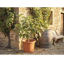 Feigenbaum in einem großen Pflanzkübel vor einer Natursteinmauer mit Weinstöcken, einem Holzfass und einer Steinbank.