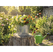 Ein verzinkter Metalleimer bepflanzt mit bunten Kapuzinerkressen auf einem Baumstumpf in einem sonnigen Garten neben einer Gießkanne.