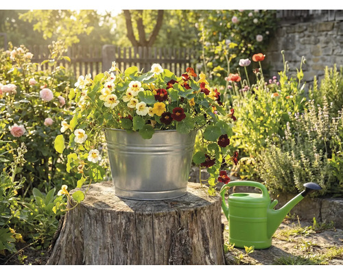 Ein verzinkter Metalleimer bepflanzt mit bunten Kapuzinerkressen auf einem Baumstumpf in einem sonnigen Garten neben einer Gießkanne.