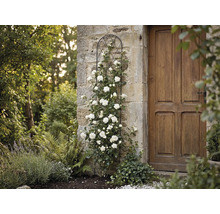 Schwarze Rankhilfe aus Metall an einer Steinwand mit weißer Kletterrose neben einer Holztür im Garten.