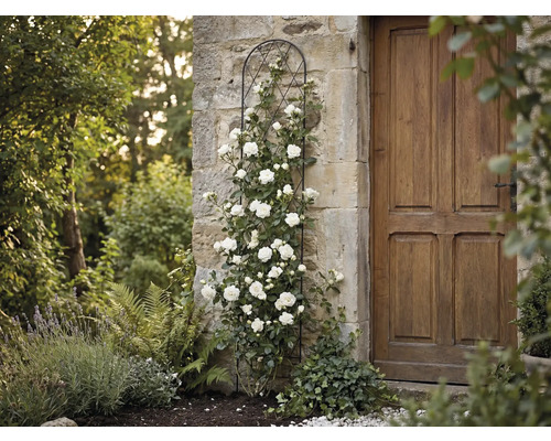Schwarze Rankhilfe aus Metall an einer Steinwand mit weißer Kletterrose neben einer Holztür im Garten.