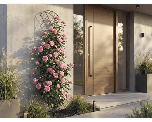 Kletterrosen an einer Metall-Rankhilfe neben einer modernen Holzhaustür an einer hellen Betonwand.