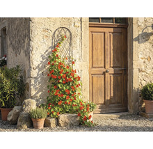 Bogenförmiges Rankgitter aus Metall mit einer blühenden Kletterpflanze an einer rustikalen Steinmauer neben einer Holztür.