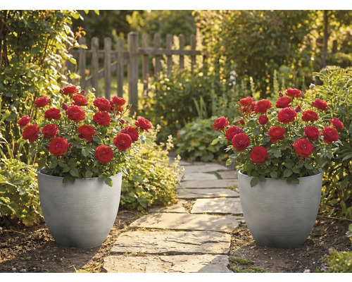 Zwei graue, geriffelte Pflanzgefäße mit roten Rosen stehen an einem Steinpfad in einem sonnigen Garten mit Holzzaun.