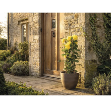 Gelbe Kletterrose in einem braunen Pflanzkübel vor einem Hauseingang mit Natursteinmauer und Holztür.