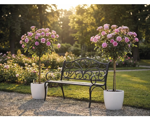 Schwarze Gartenbank aus Metall mit Verzierungen zwischen zwei rosa Hochstammrosen in weißen Töpfen in einem hellen Garten.