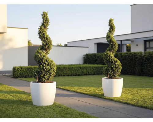 Zwei spiralförmig geschnittene Pflanzen in weißen runden Pflanzkübeln in einem modernen, hellen Garten mit Rasen und Steinweg.