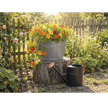 Zinkwanne mit Kapuzinerkresse auf einem Baumstamm neben einer schwarzen Metall-Gießkanne in einem sonnigen Garten mit Holzzaun.