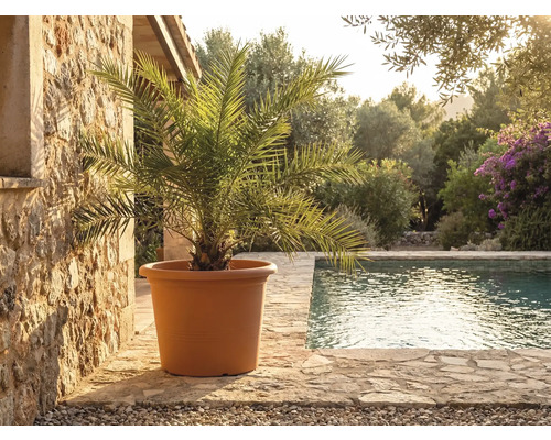 Großer terracottafarbener Pflanzkübel mit Palme auf Steinterrasse am Pool in heller, mediterraner Gartenumgebung.