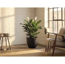 Einblatt (Spathiphyllum) in einem dunklen strukturierten Blumentopf in einem hellen Raum mit weißer Ziegelwand und Holzfußboden.