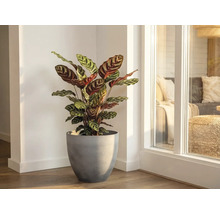 Zimmerpflanze Calathea mit gemusterten Blättern in einem grauen Pflanztopf in einer hellen Raumecke neben einem Fenster.