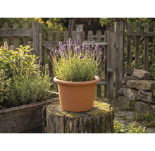 Blühende Lavendelpflanze in einem terrakottafarbenen runden Kunststofftopf auf einem Baumstumpf in einem Garten mit Holzzaun.