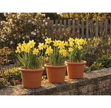 Drei Töpfe mit gelben Narzissen auf einer Steinmauer in einem sonnigen Garten vor einem Holzzaun.