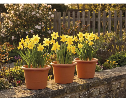 Drei Töpfe mit gelben Narzissen auf einer Steinmauer in einem sonnigen Garten vor einem Holzzaun.