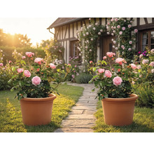 Zwei Terrakottatöpfe mit rosa Rosenbüschen auf einem Gartenweg aus Stein vor einem Fachwerkhaus mit Kletterrosen.