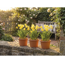 Drei Töpfe mit gelben Narzissen auf einer Steinmauer in einem hellen Garten mit einer Holzbank und blühenden Rosen.