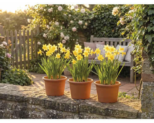 Drei Töpfe mit gelben Narzissen auf einer Steinmauer in einem hellen Garten mit einer Holzbank und blühenden Rosen.