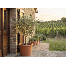 Olivenbaum in einem großen Terrakotta-Topf auf einer Steinterrasse vor einer Natursteinwand mit Blick auf einen Weinberg.