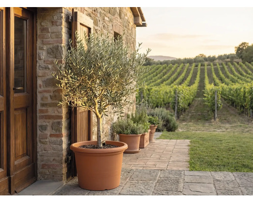 Olivenbaum in einem großen Terrakotta-Topf auf einer Steinterrasse vor einer Natursteinwand mit Blick auf einen Weinberg.