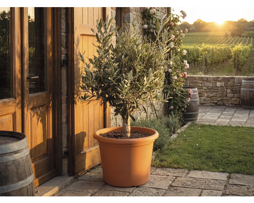 Olivenbaum im terracottafarbenen Kunststofftopf auf einer Steinterrasse vor einem rustikalen Haus mit Weinbergen im Hintergrund.