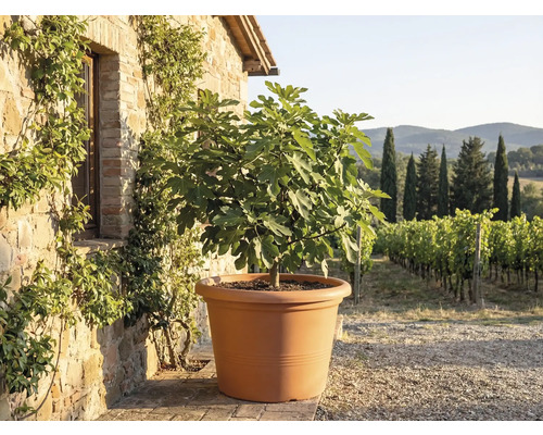 Feigenbaum in einem großen terrakottafarbenen Pflanztopf vor einer rustikalen Steinmauer mit Blick auf einen Weinberg.