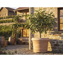 Großer terrakottafarbener Pflanzkübel mit Feigenbaum auf einer sonnigen Steinterrasse mit Holzmöbeln und Weinfässern im mediterranen Stil.