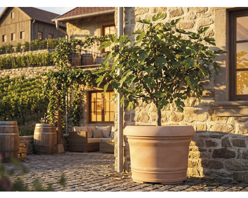 Großer terrakottafarbener Pflanzkübel mit Feigenbaum auf einer sonnigen Steinterrasse mit Holzmöbeln und Weinfässern im mediterranen Stil.