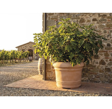 Terrakotta-Pflanztopf mit Feigenbaum vor einer rustikalen Steinwand in einem mediterranen Garten mit Weinberg im Hintergrund.