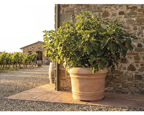 Terrakotta-Pflanztopf mit Feigenbaum vor einer rustikalen Steinwand in einem mediterranen Garten mit Weinberg im Hintergrund.