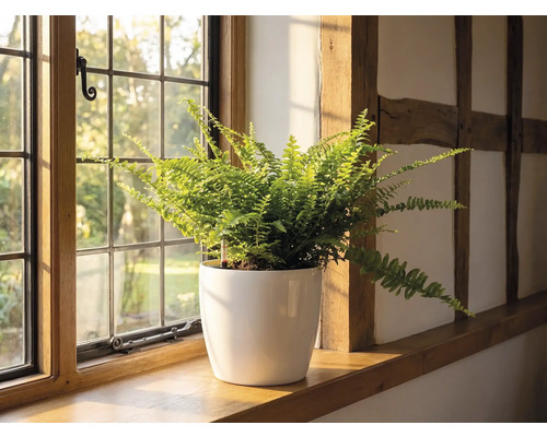 Ein Farn in einem weißen Blumentopf auf einer hölzernen Fensterbank neben einem Sprossenfenster in einem hellen Raum mit Fachwerk.