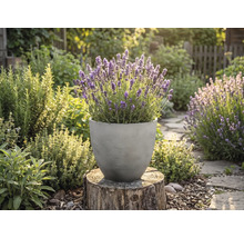Blühender Lavendel in einem runden, grau strukturierten Pflanztopf auf einem Baumstumpf in einem sonnigen Kräutergarten.