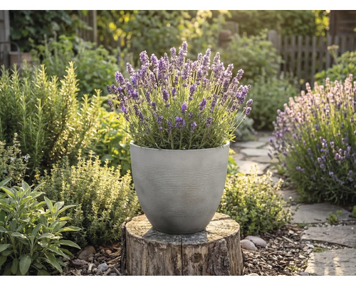 Blühender Lavendel in einem runden, grau strukturierten Pflanztopf auf einem Baumstumpf in einem sonnigen Kräutergarten.