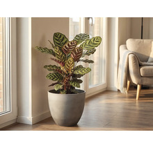 Calathea Zimmerpflanze mit gemusterten Blättern in einem grauen Übertopf, in einem hellen Wohnzimmer am Fenster platziert.
