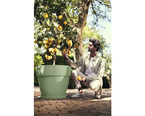 Mann kniet neben einem großen hellgrünen Pflanztopf mit einem Zitronenbaum auf einer gepflasterten Terrasse.