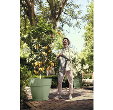 Zitronenbaum in einem großen hellgrünen Pflanzkübel in einem hellen, sonnigen Garten mit einem Mann, der eine Zitrone hochwirft.