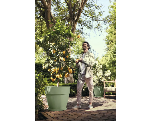 Zitronenbaum in einem großen hellgrünen Pflanzkübel in einem hellen, sonnigen Garten mit einem Mann, der eine Zitrone hochwirft.