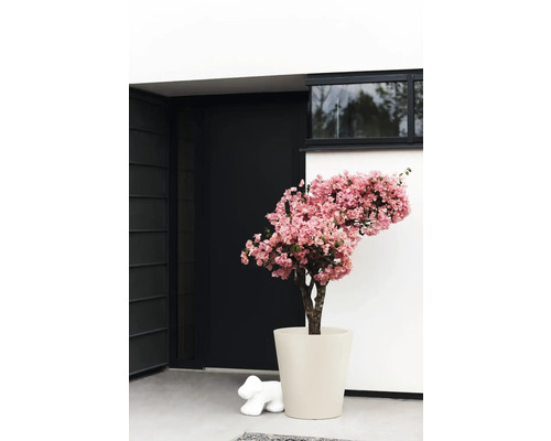 Rosafarbene Bougainvillea in einem cremefarbenen Pflanztopf vor einem modernen Hauseingang mit schwarzer Tür.