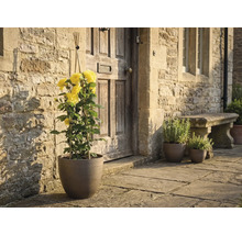 Gelbe Kletterrose im Pflanztopf mit Rankstab vor einer Hauswand aus Naturstein und einer Holztür.