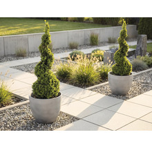 Zwei spiralförmig geschnittene Buchsbäume in runden, grauen Pflanzgefäßen in einem modern gestalteten Garten mit Steinplatten und Kies.