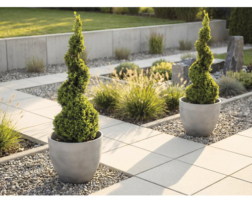 Zwei spiralförmig geschnittene Buchsbäume in runden, grauen Pflanzgefäßen in einem modern gestalteten Garten mit Steinplatten und Kies.