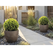 Moderner Garten mit runden Pflanzkübeln und Buchsbaumkugeln an einem Betonweg mit Flusssteinen und Ziergräsern in heller Atmosphäre.