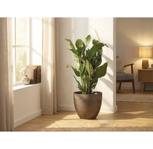 Einblatt Zimmerpflanze Spathiphyllum in braunem rundem Topf in hellem Wohnzimmer am Fenster.