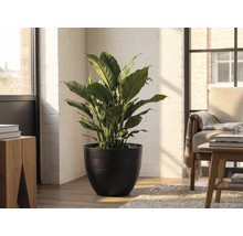 Einblatt Zimmerpflanze in schwarzem Topf in hellem Wohnraum mit weißer Ziegelwand und Holzmöbeln.