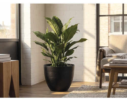 Einblatt Zimmerpflanze in schwarzem Topf in hellem Wohnraum mit weißer Ziegelwand und Holzmöbeln.