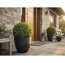 Hauseingang mit runden Pflanzkübeln und Buchsbaumkugeln auf einer Natursteinterrasse vor einer hellen Steinwand und Holztür.